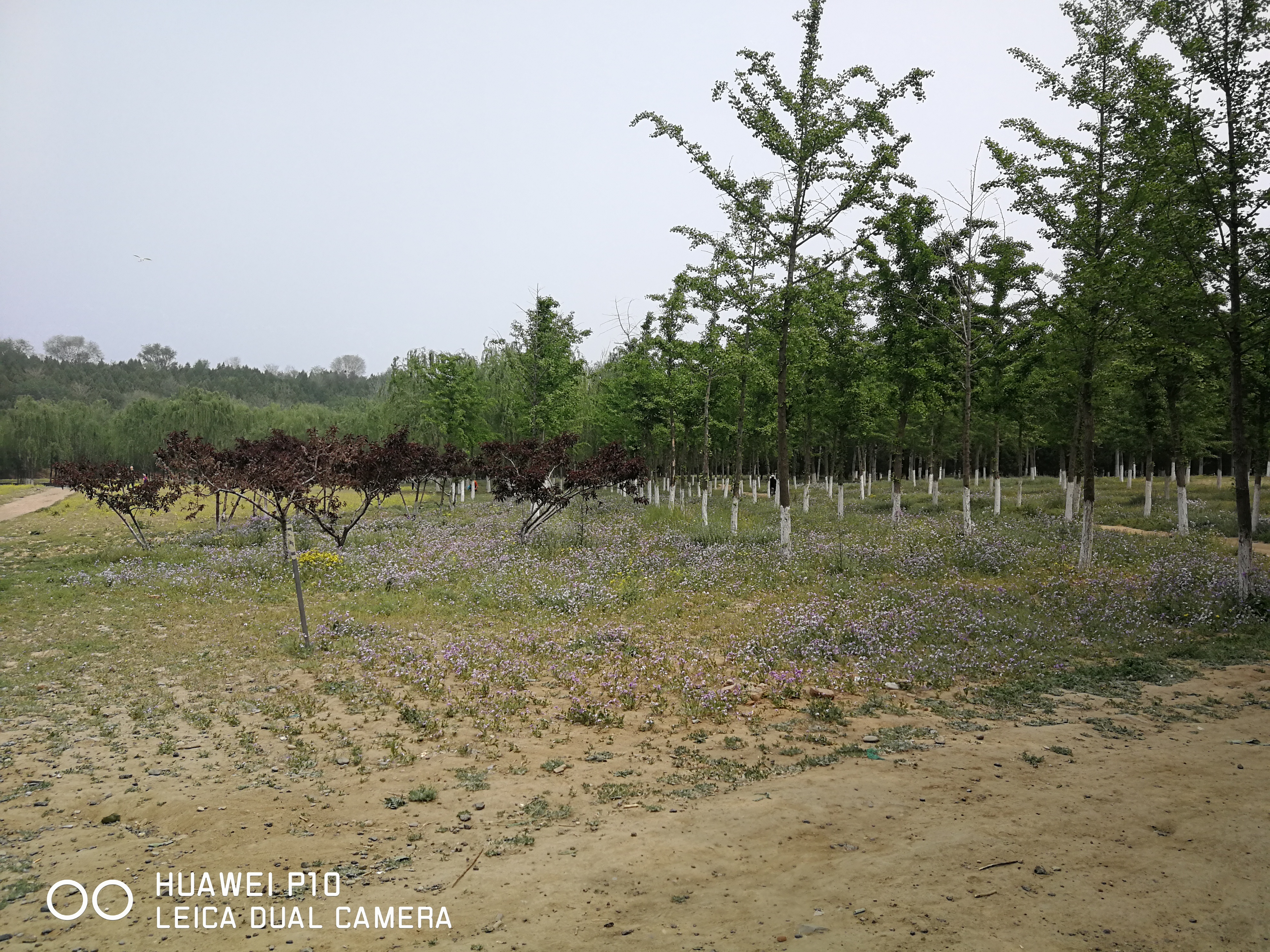 北京油菜花田风景,北京田村油菜花海全攻略