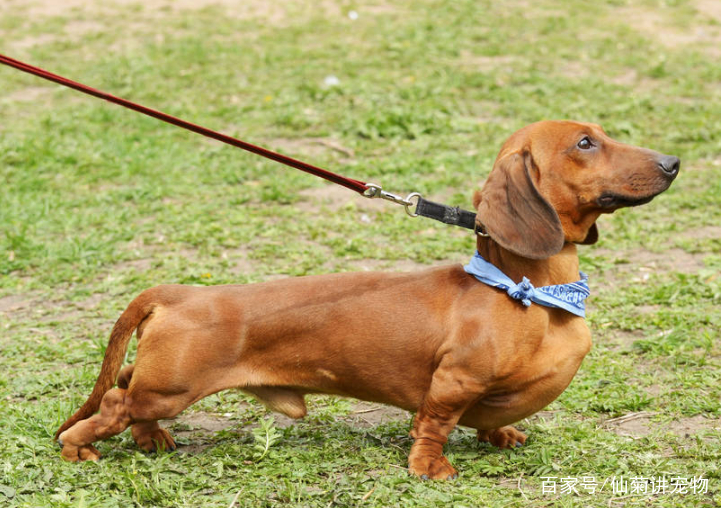 如何制止狗吃猫咪便便,腊肠犬拉肚子怎么办