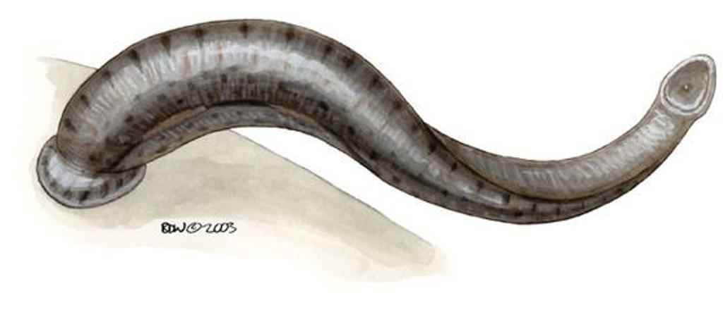 水蛭被吃进肚子里会存活吗,水蛭被人吃进肚子里它能活多久