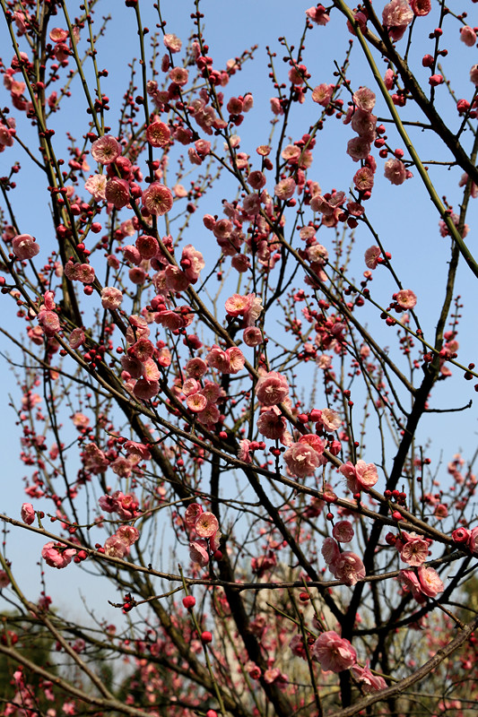 南京古林梅岭，二梅报春；盆景园梅花，婀娜多姿