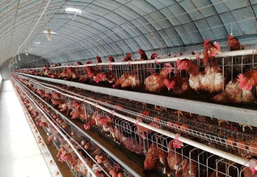 为啥阴雨天气产蛋率会不涨,蛋鸡产蛋率到70突然不升了咋办