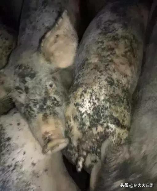 仔猪油皮病怎么防治,仔猪得了油皮病母猪喂什么药净化