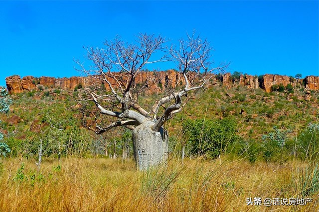 世界最奇特的树的介绍,世界最奇异的十大树木图片