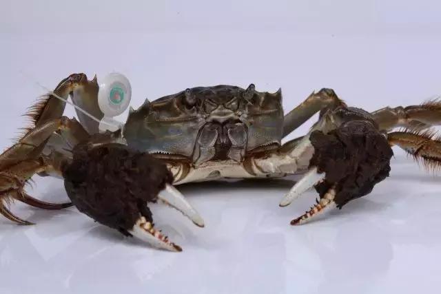 活的大闸蟹放冰块能保存几天,大闸蟹是蒸熟保存还是生的保存好