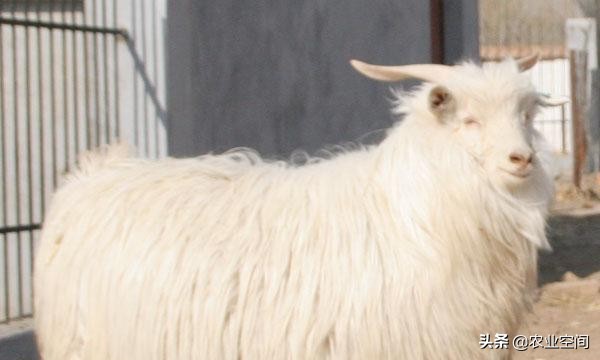 绒山羊怎么饲养产绒多,绒山羊靠什么挣钱