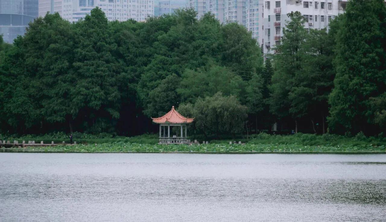 深圳花海公园地址在哪里,深圳中心河公园花海