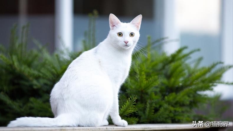 想让猫咪呆在原地,有什么方法有助于猫咪排泄