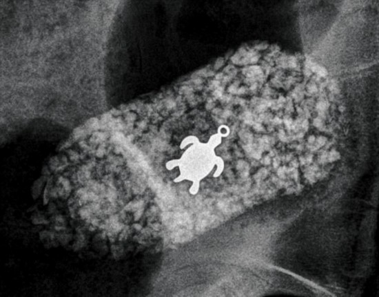 狗狗照x光有什么危害,狗狗拍个x光片多少钱