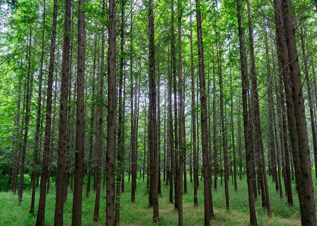 日照文旅,日照旅游攻略