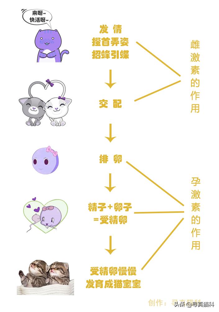 猫子宫蓄脓还能生崽,猫的子宫蓄脓