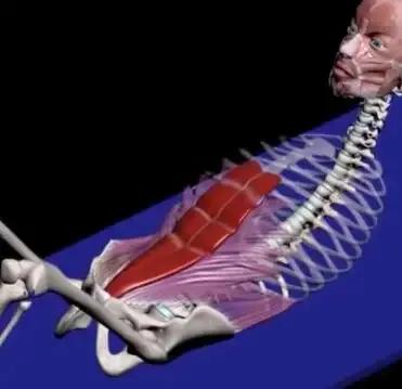 马甲线腹肌速成教程,练习腹肌人鱼线马甲线的最好方法