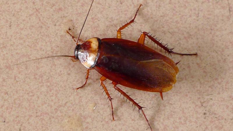 家里有蟑螂怎么才能把它消灭掉,家里有蟑螂怎样能彻底消灭它