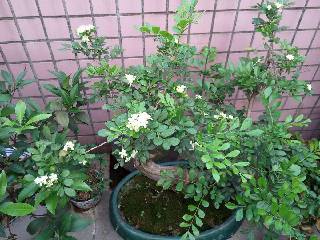 九里香盆景开什么花,九里香花苞不变大