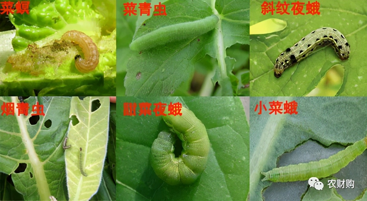 高效氯氟氰菊酯与什么药换着用,高效氯氟氰菊酯兑几倍水