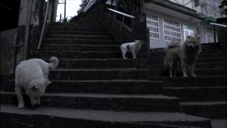 大家都在争抢猫爪杯？吸猫的最高境界，带着摄影机“猫步走天下”