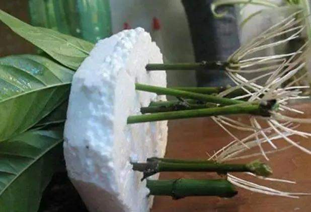 水培扦插栀子花根怎么长在上面了,栀子花扦插养殖方法和注意事项