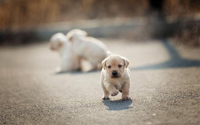 拉布拉多两岁可以训练成导盲犬吗,2个月的拉布拉多怎样训练大小便