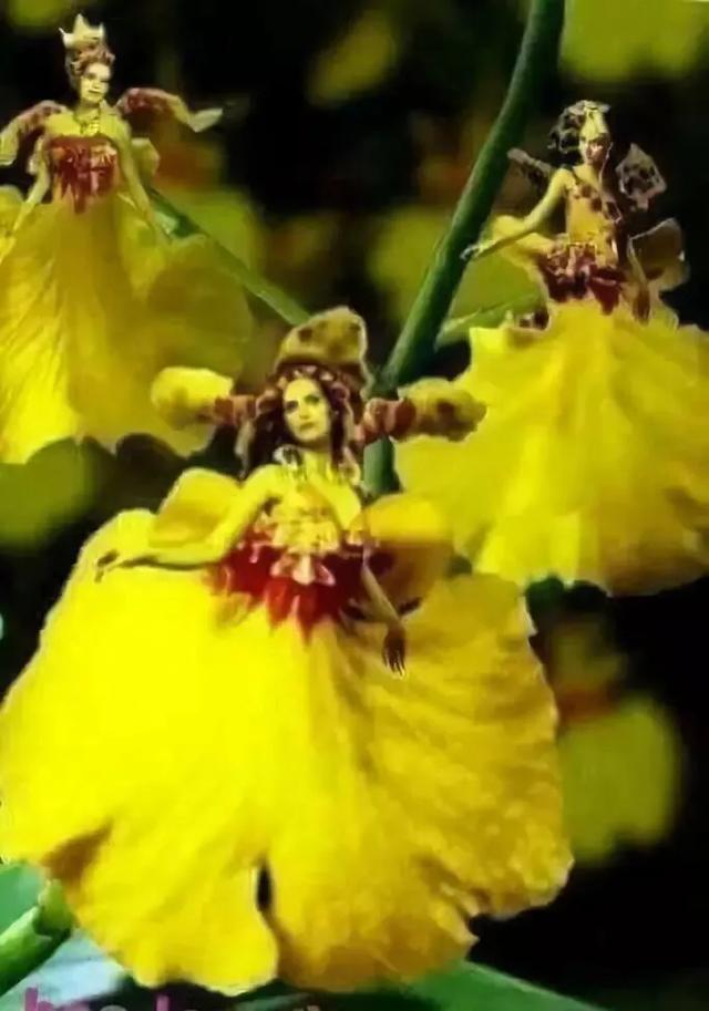 零零后女孩培育出世上最美的几种花，无论如何也要种上一朵