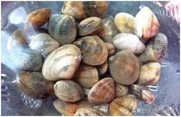 农村脱贫致富的创业项目,脱贫致富项目推荐