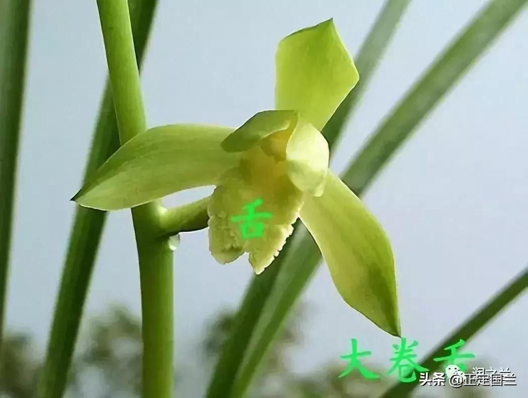 兰花知识大全100种,兰花鉴赏术语100条