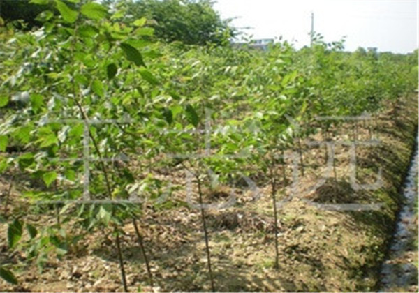 无患子树可以在北方家中种植吗,无患子植物种植