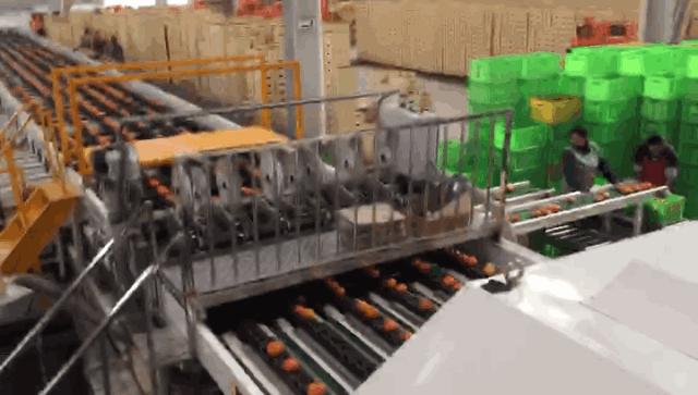 褚橙属于柑类吗,褚橙什么时间成熟