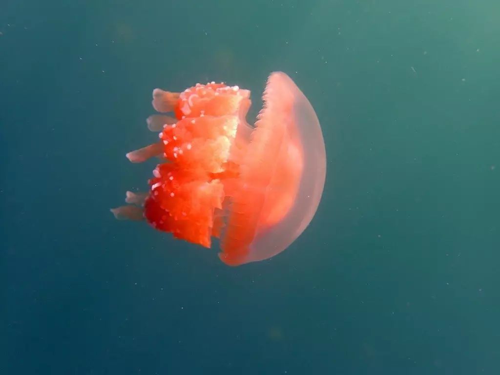 帕劳归来不看海谁说的,帕劳归来不看海