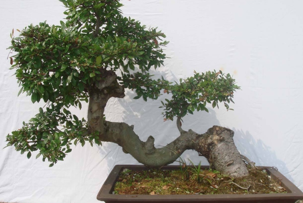 山上适合做盆景的树,山上有什么树做盆景