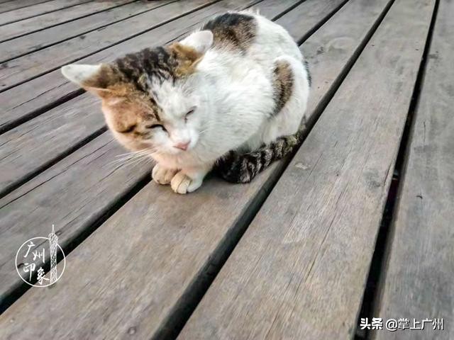 广州网红老街永庆坊,广州永庆坊网红打卡地都有什么