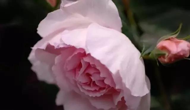 100种玫瑰图片大全,100种玫瑰鲜花你认识吗