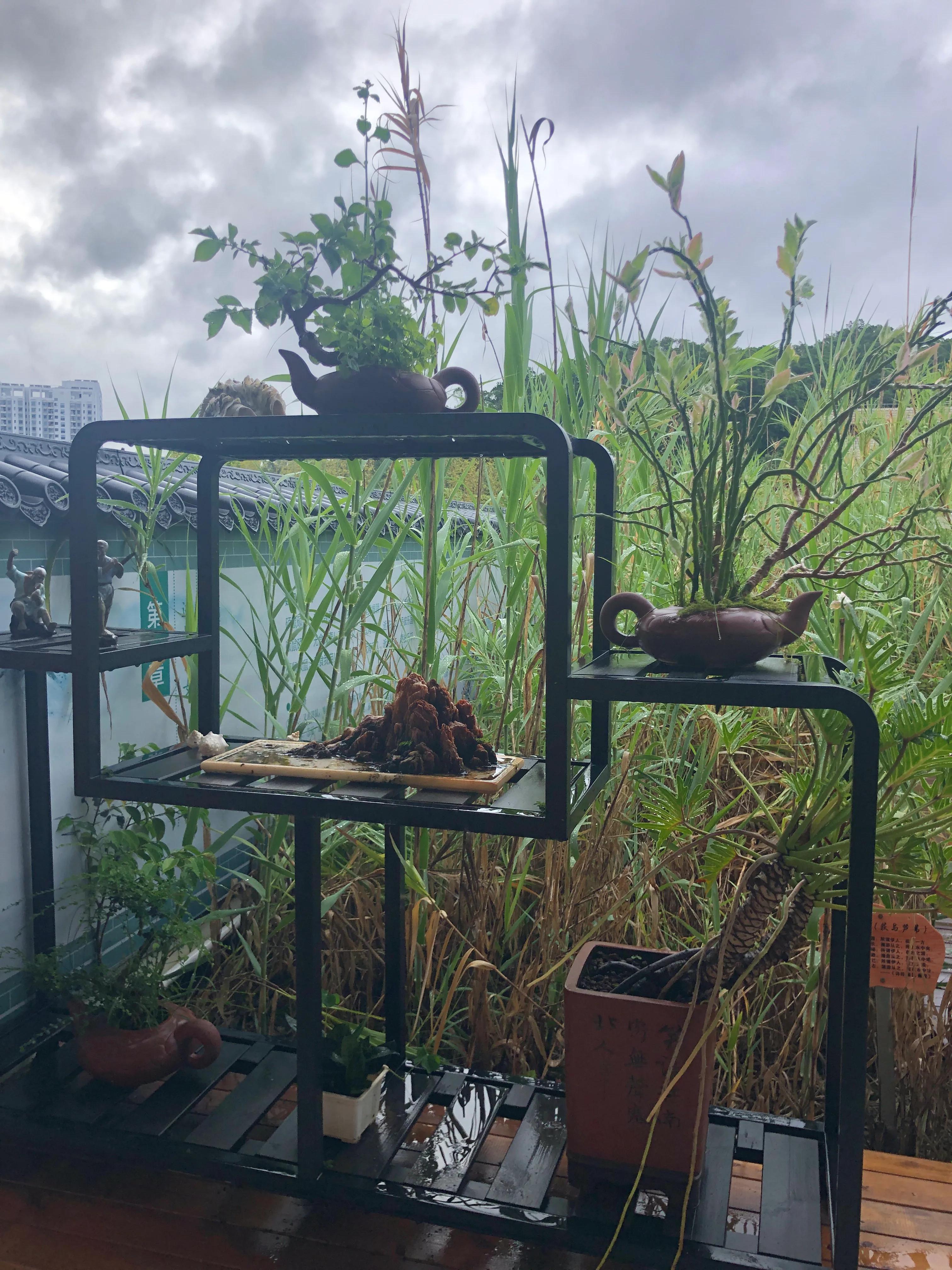 美在梅山-深圳市福田区梅山中学建校20周年志庆(2)