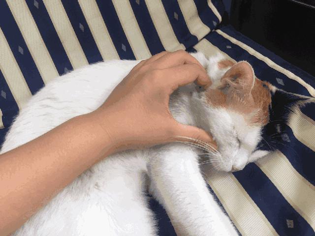 撸猫三招,撸猫三步法