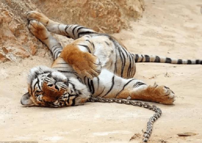 老虎的繁殖与交配：铁汉并没有柔情，冷门的知识又增加了