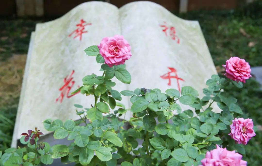 最美的风景美丽的校园,最美的风景就是校园