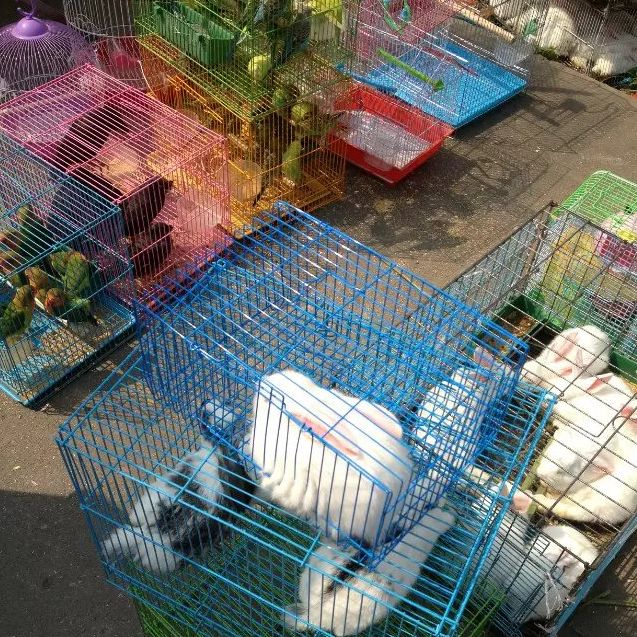 顺德杏坛北水神仙墟由来,杏坛北水神仙墟2020