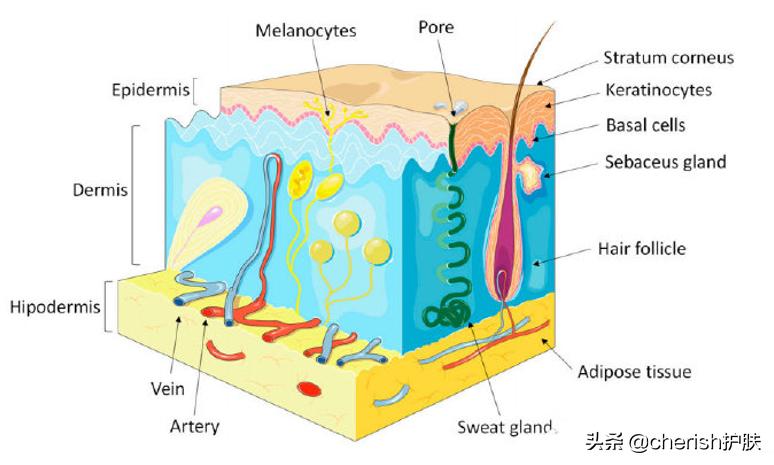 儿子额头上长了小红疙瘩,13岁男孩额头上长青春痘
