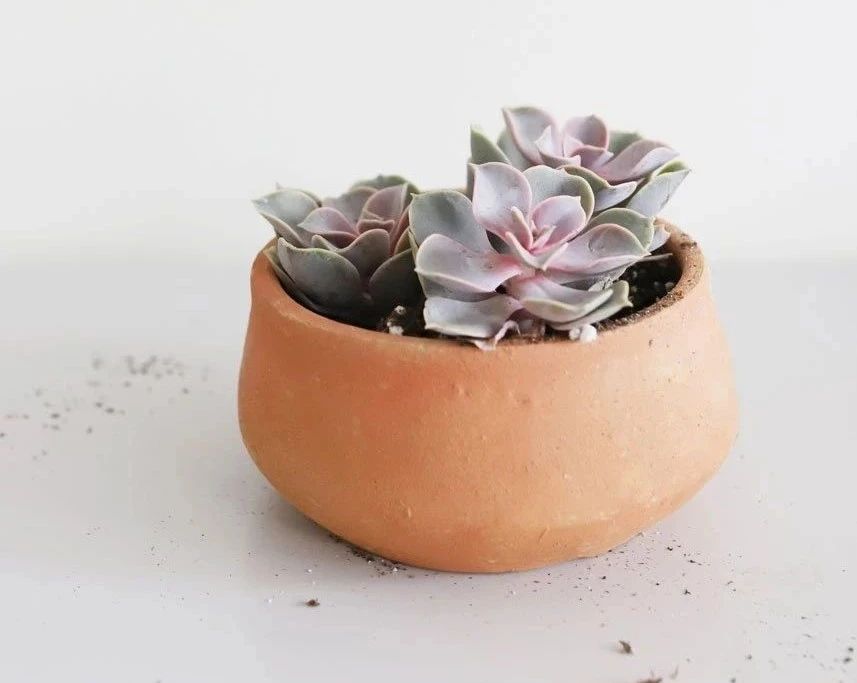 塑料盆和陶瓷盆哪个种花好,塑料盆和紫砂盆哪个养兰花好