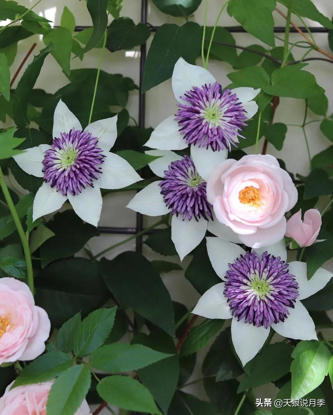 种一株玫瑰,种一株玫瑰间隔多远