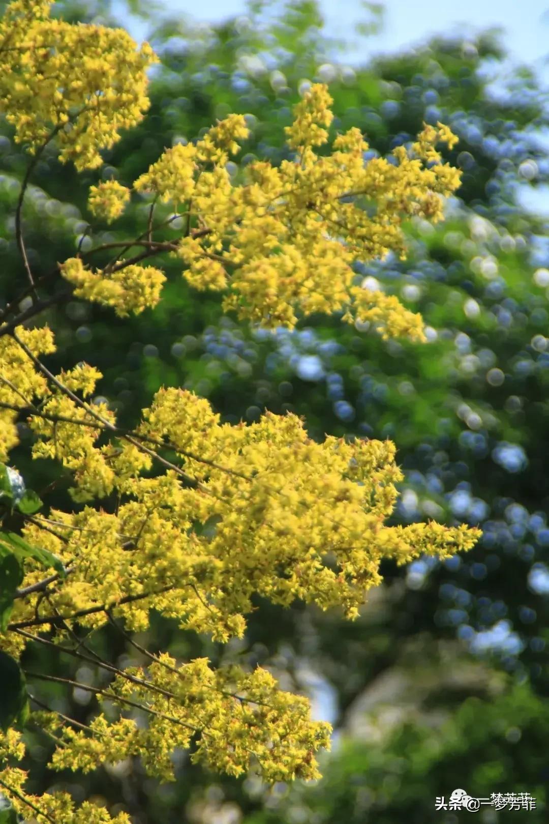 一梦芳菲一缕春风,一梦芳菲春三月