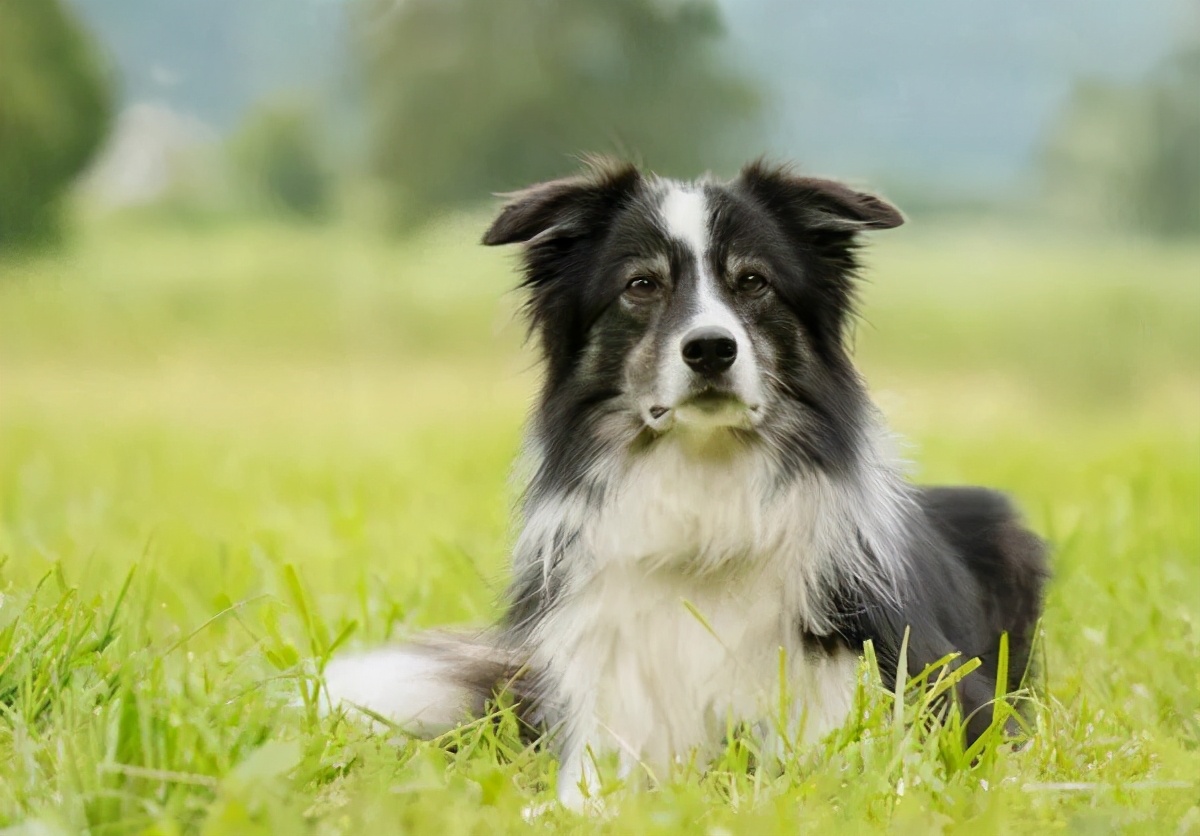 狗狗最初是白毛现在变黄怎么回事,刚一个月的狗狗毛是白黄的正常吗