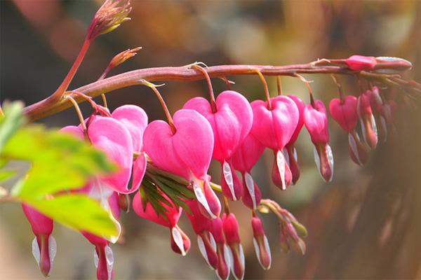 耐阴又开花植物有哪些品种,耐阴又容易开花的植物推荐