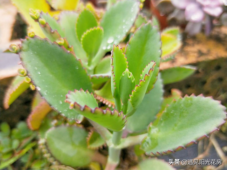 落地生根养粗,落地生根养护方法