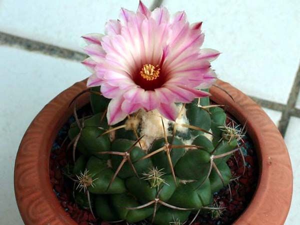 “常年丑貌君不问，一日花红万户惊”——仙人掌的产地及精品赏析