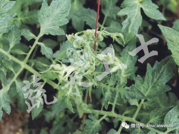 种的蔬菜卷叶是怎么回事,蔬菜的叶子有卷叶病怎么办