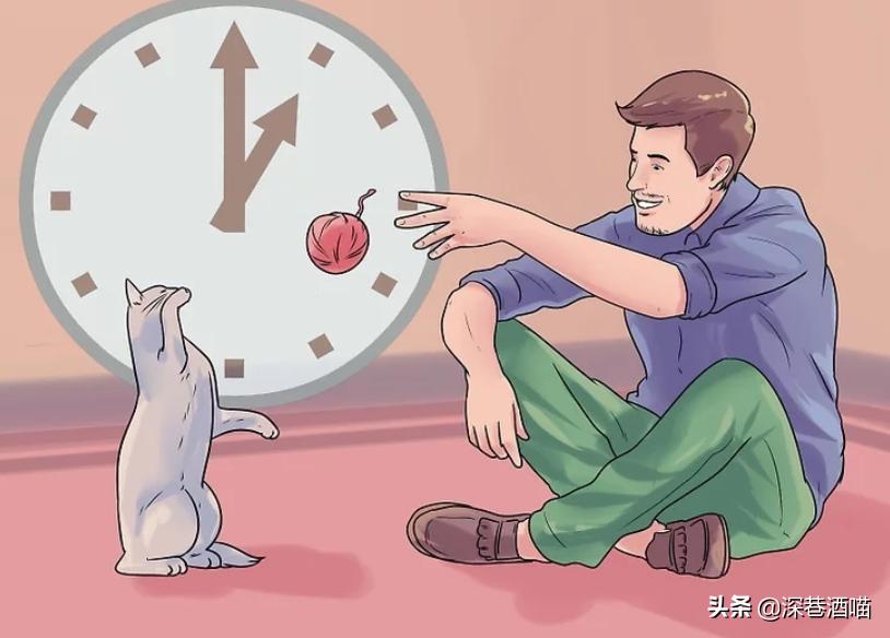 猫咪原住民和新猫如何快速相处,原宿猫如何接收新猫