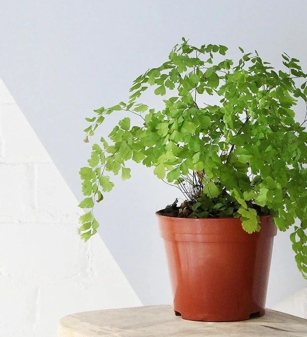 盆栽铁线蕨叶子容易发黄干枯,如何才能让叶子常年翠绿呢?