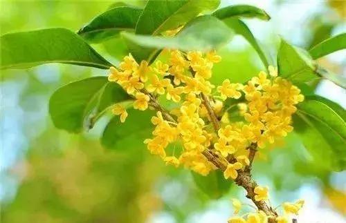 绿化苗木树种名称,绿化苗木大全名称及图片