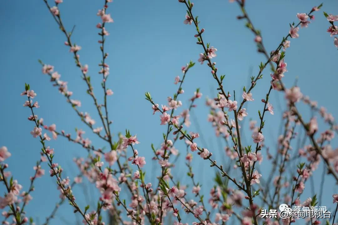 桃之夭夭！来武汉蔡甸世外桃源，许你万株桃花
