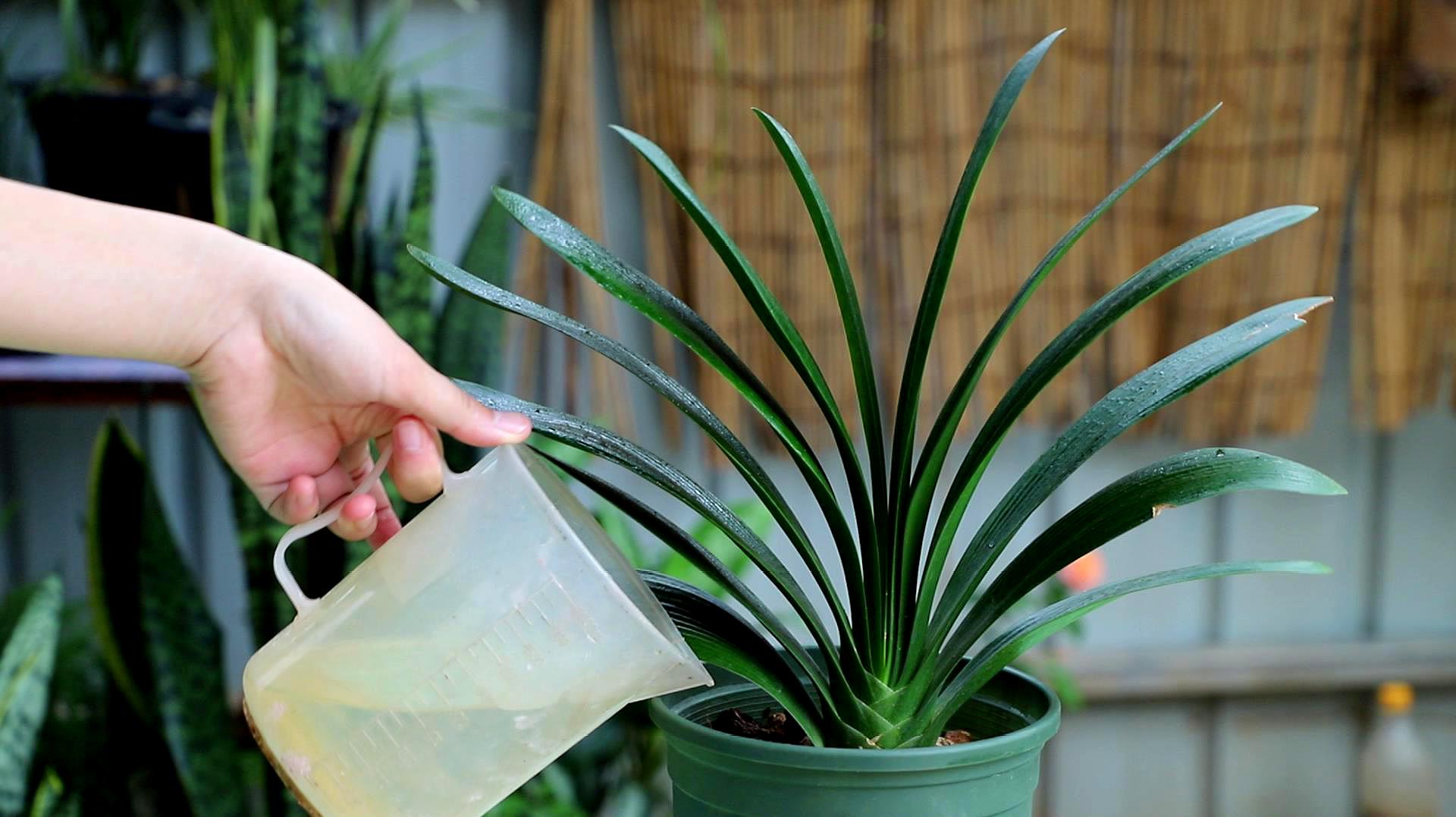 君子兰怎么养才能长得快又茂盛,君子兰怎样才能养出精品