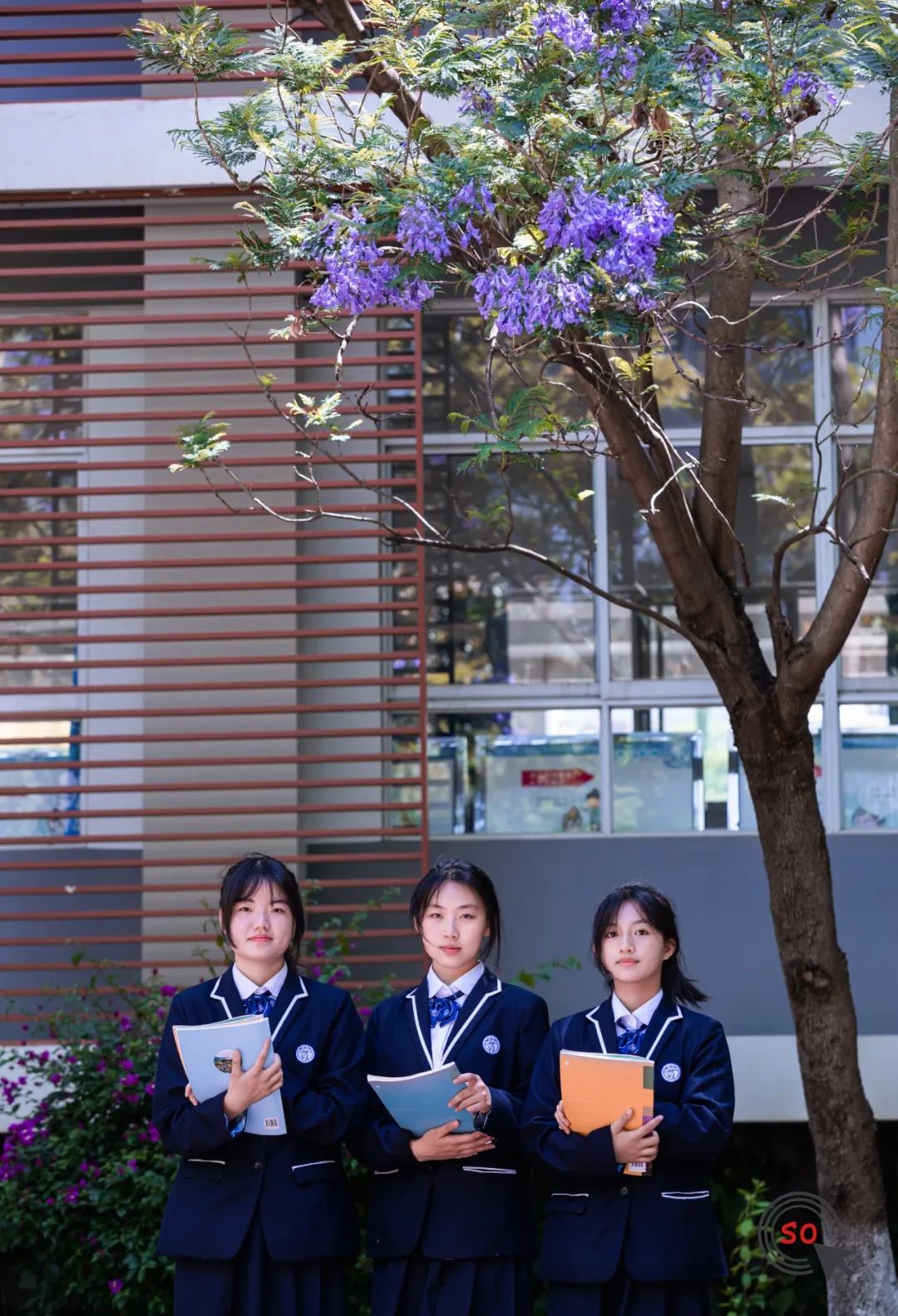 校园|遇见.初夏属于十中的紫色烂漫